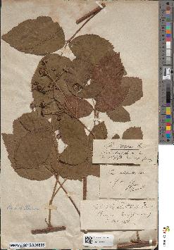 spécimen de Rubus angustipetalus