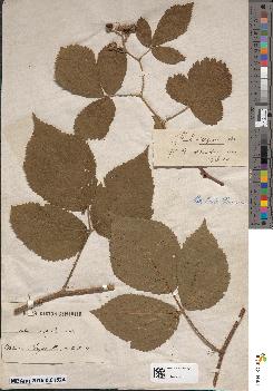 spécimen de Rubus serpens