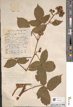 spécimen de Rubus serpens