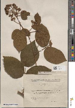spécimen de Rubus serpens
