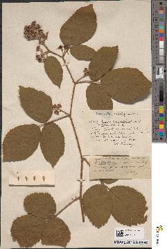 spécimen de Rubus gymnocarpus