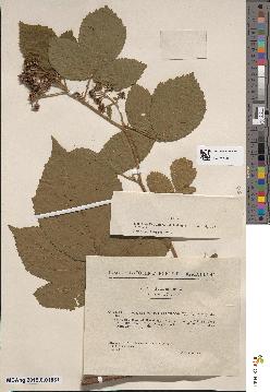 spécimen de Rubus serpens