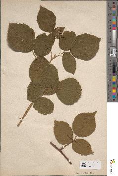 spécimen de Rubus × anisostylus
