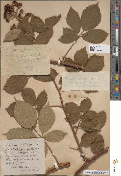 spécimen de Rubus lepidus