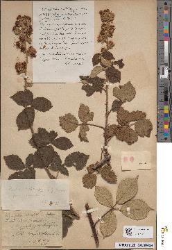 spécimen de Rubus × cavaticaulis