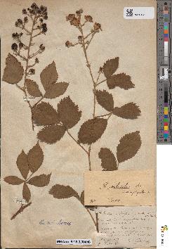 spécimen de Rubus lepidus