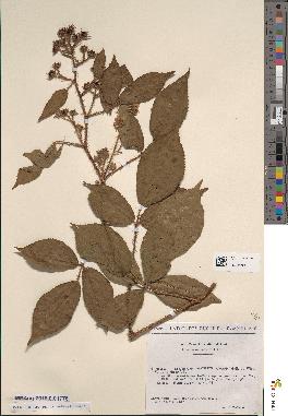 spécimen de Rubus rivularis