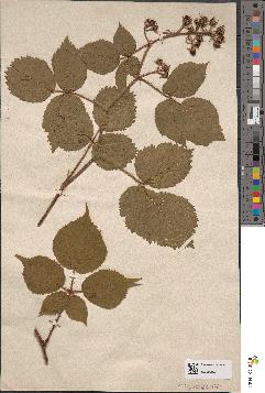 spécimen de Rubus biserratus