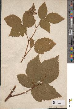 spécimen de Rubus rivularis