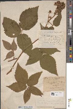 spécimen de Rubus rivularis