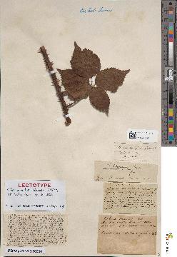 spécimen de Rubus immitis