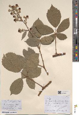 spécimen de Rubus immitis