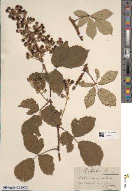 spécimen de Rubus collicola
