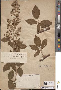 spécimen de Rubus × albomicans
