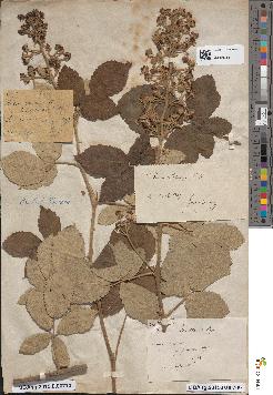 spécimen de Rubus arduennensis