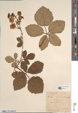 spécimen de Rubus discolor
