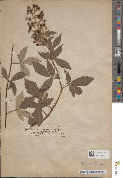 spécimen de Rubus tomentosus