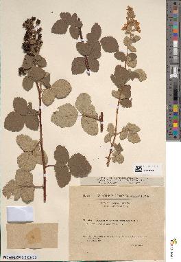 spécimen de Rubus tomentosus