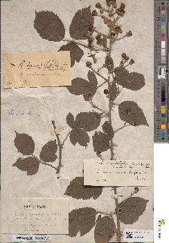 spécimen de Rubus × pellitus