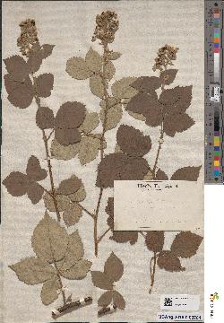 spécimen de Rubus × pellitus