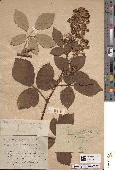 spécimen de Rubus × tuezkiewiczii