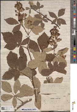 spécimen de Rubus × tuezkiewiczii