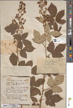 spécimen de Rubus × tuezkiewiczii