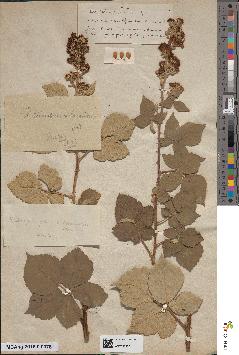 spécimen de Rubus × amictifolius