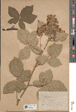 spécimen de Rubus collinus