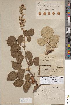 spécimen de Rubus collinus
