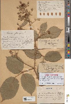spécimen de Rubus × segreensis