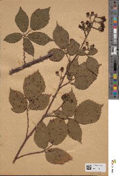 spécimen de Rubus × segreensis