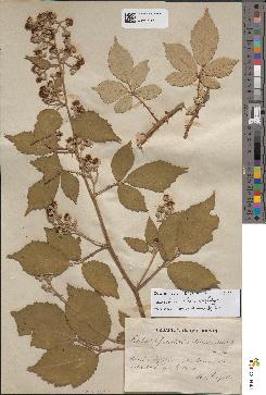 spécimen de Rubus vulnerithyrsus
