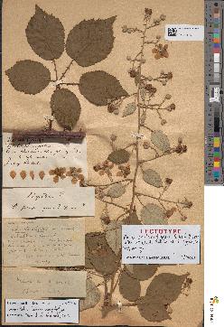 spécimen de Rubus vulnerithyrsus