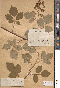 spécimen de Rubus vulnerithyrsus