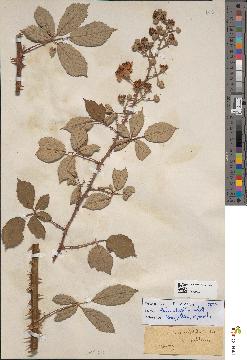spécimen de Rubus ulmifolius