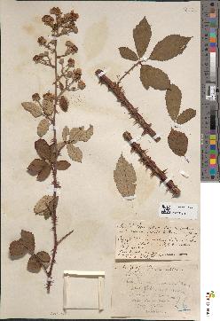 spécimen de Rubus ulmifolius