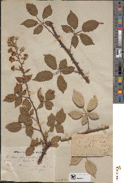 spécimen de Rubus ulmifolius