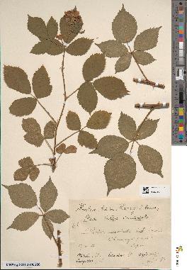 spécimen de Rubus constrictus