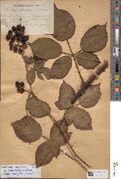 spécimen de Rubus bifrons