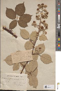 spécimen de Rubus bifrons