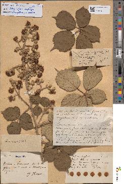 spécimen de Rubus bifrons