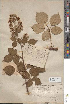 spécimen de Rubus sp.