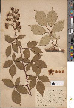 spécimen de Rubus bifrons