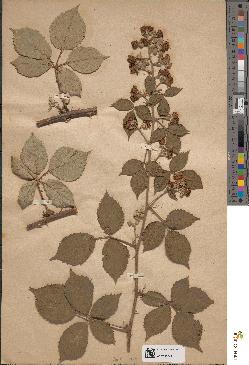 spécimen de Rubus bifrons