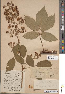 spécimen de Rubus candicans
