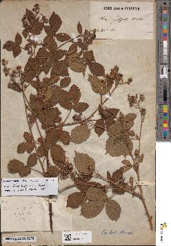 spécimen de Rubus sulcatus