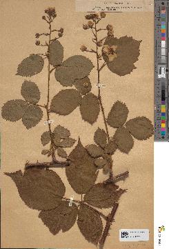 spécimen de Rubus sulcatus