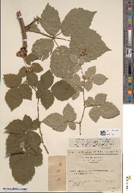 spécimen de Rubus arduennensis