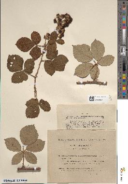 spécimen de Rubus arduennensis